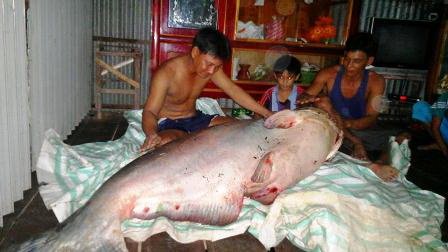 Đồng Tháp: Bắt được cá tra dầu “khủng” nặng 135kg