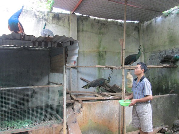 Trở thành tỷ phú trẻ nhờ nuôi chim công