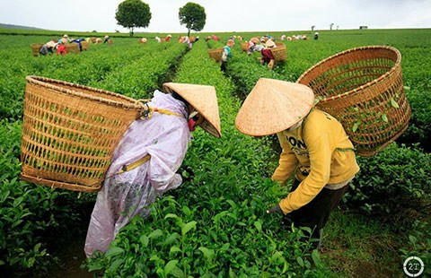 Bác tin đồn chè Việt Nam nhiễm dioxin