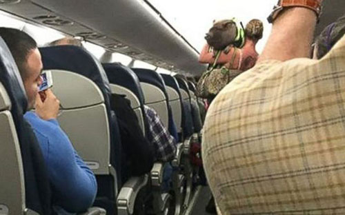 Một phụ nữ Mỹ và con lợn của mình bị 'tống cổ' khỏi máy bay