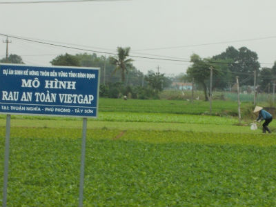 850.000 ha rau, chỉ có 2.000 ha rau sạch VietGap