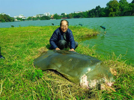 Hồ Gươm: 'Cụ rùa' nằm nghỉ ngơi khá lâu trên Tháp rùa