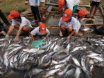 Kiên Giang phát triển mạnh kinh tế biển