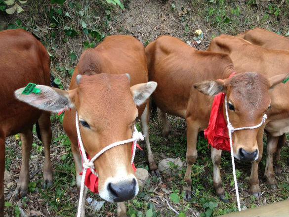 Viettel dừng trao bò giống tại 4 tỉnh bị dịch