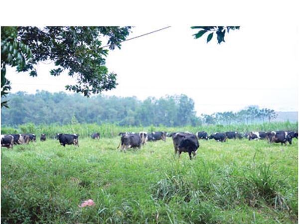 Thanh Hóa: 3.000ha đất làm vùng nguyên liệu nuôi bò sữa