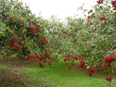 Đồng Nai làm chỉ dẫn địa lý cho chôm chôm Long Khánh