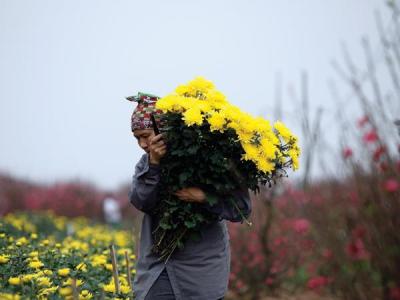 Tại Hà Nội, nhiều vựa hoa đã chuẩn bị xong nguồn hoa cung ứng cho thị trường Tết Nguyên đán Ất Mùi. Ảnh: Đức Thanh