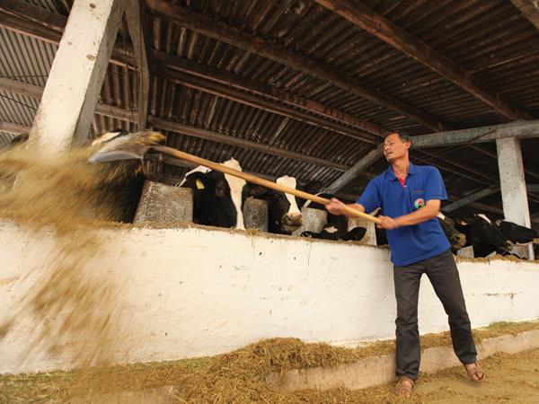 Nông dân đổ bỏ hàng tấn sữa tươi, doanh nghiệp chi tỷ đô nhập sữa nguyên liệu