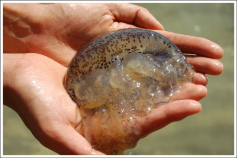 Bất thường sứa trắng xuất hiện tại bờ biển Rạch Giá