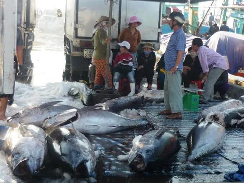 Bình Định xuất lô cá ngừ thứ hai sang Nhật