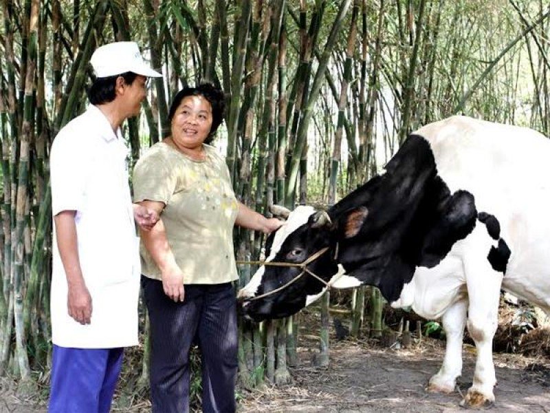 Vinamilk thu mua 20 triệu kg sữa bò tươi nguyên liệu của nông dân