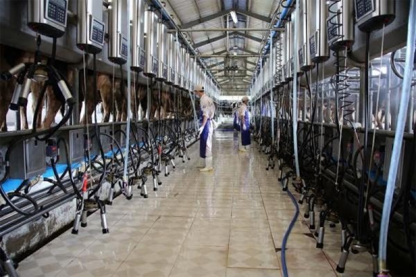 Vinamilk thu mua 20 triệu kg sữa bò tươi nguyên liệu của nông dân - 2