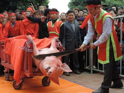 Hôm nay, làng Ném Thượng…chém lợn