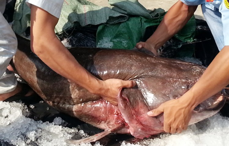 Ngư dân tỉnh Đồng Tháp bắt được cá leo dài 1,7m