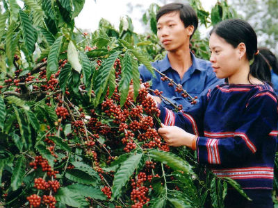Cho vay tái canh cây cà phê tại các tỉnh Tây Nguyên