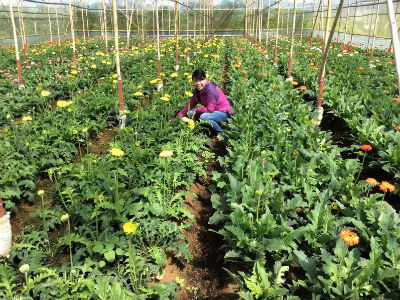 Doanh nghiệp Nhật muốn đầu tư vào nông nghiệp Lâm Đồng