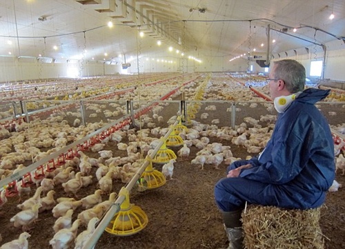 Lộ hình ảnh trang trại gà khổng lồ của KFC