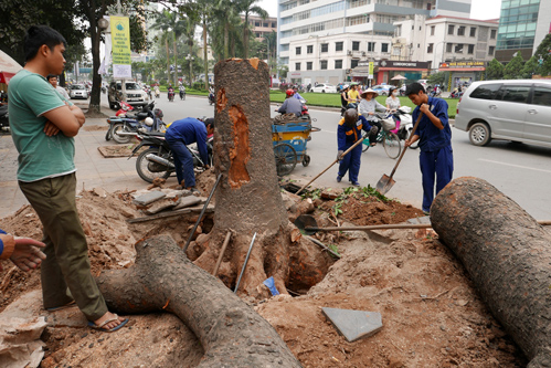 Chủ tịch thành phố Hà Nội yêu cầu dừng chặt cây xanh...