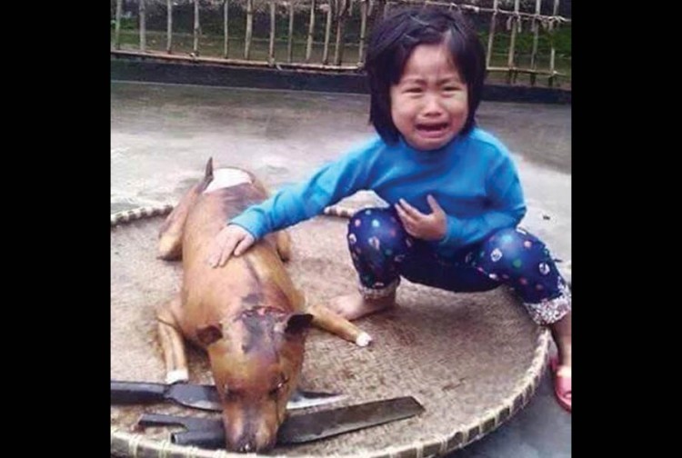 Ai là 'chủ nhân' bức ảnh 'em bé khóc bên chú chó bị thui vàng' gây chấn động?