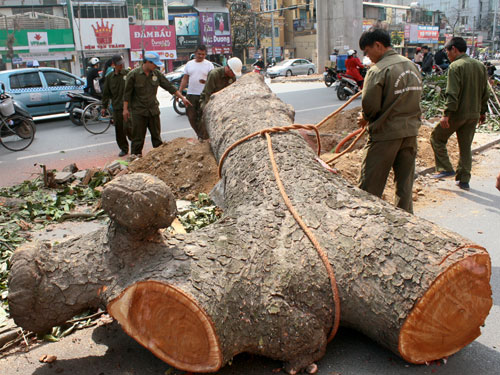 Báo chí thế giới quan tâm đặc biệt tới việc chặt cây xanh ở Hà Nội