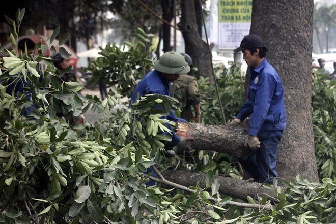 Chặt cây xanh HN: PGĐ Sở Xây dựng nói gì khi phải kiểm điểm?