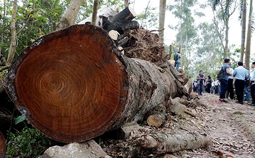 Thành ủy Hà Nội: Không xử lý kiểu 'hòa cả làng' vụ chặt cây xanh