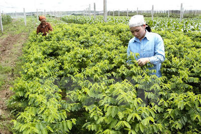 Showa Denko đầu tư 1 triệu USD trồng rau sạch tại Hà Nam