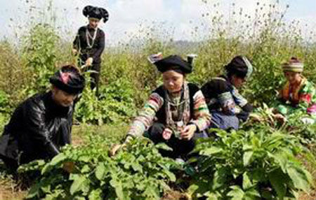 Hàn Quốc muốn đầu tư trồng dược liệu tại Cao Bằng